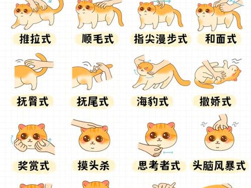 建猫使用方法（猫咪怎么建档）