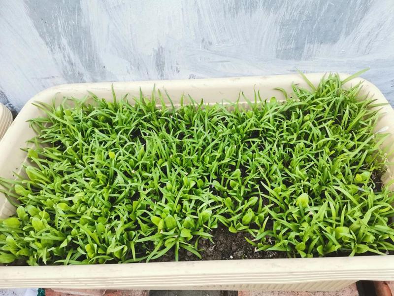菠菜育苗正确方法;菠菜育苗正确方法视频 菠菜育苗正确方法;菠菜育苗正确方法视频