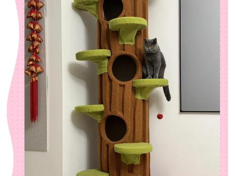 建造猫舍的详细教程(建造猫舍的详细教程图片) 建造猫舍的详细教程(建造猫舍的详细教程图片)