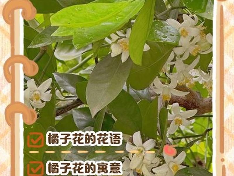 桔子vps 桔子树开花如何去保花保果 桔子vps 桔子树开花如何去保花保果