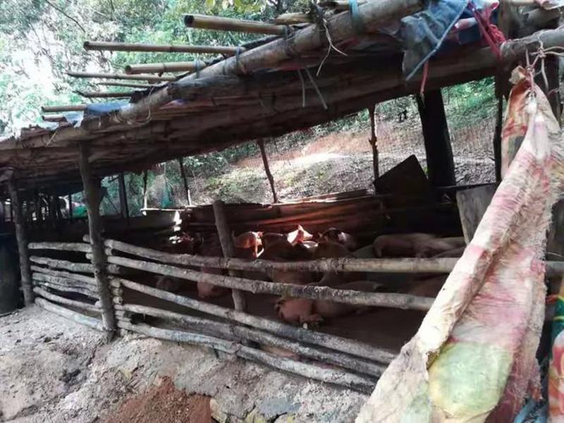 刺猬窝棚搭建案例、刺猬窝棚搭建案例分析
