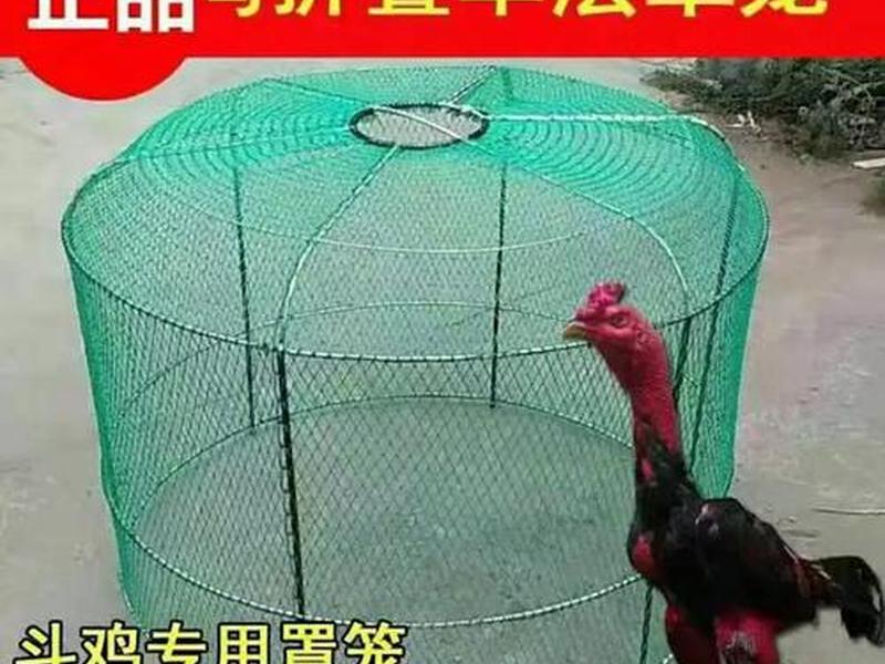斗鸡跑笼制作视频教程,斗鸡跑笼制作视频教程大全 斗鸡跑笼制作视频教程,斗鸡跑笼制作视频教程大全