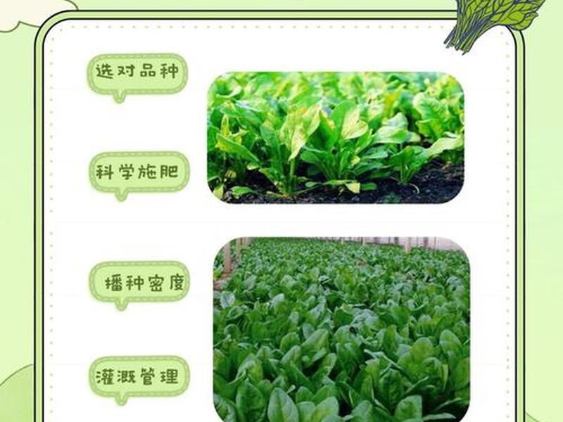 菠菜种植如何盖膜(菠菜种植如何盖膜视频) 菠菜种植如何盖膜(菠菜种植如何盖膜视频)