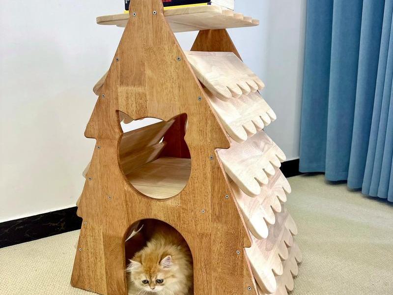 搭建猫窝户外(搭建猫窝户外活动教案) 搭建猫窝户外(搭建猫窝户外活动教案)