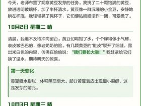 大豆出苗时间；大豆多长时间出苗