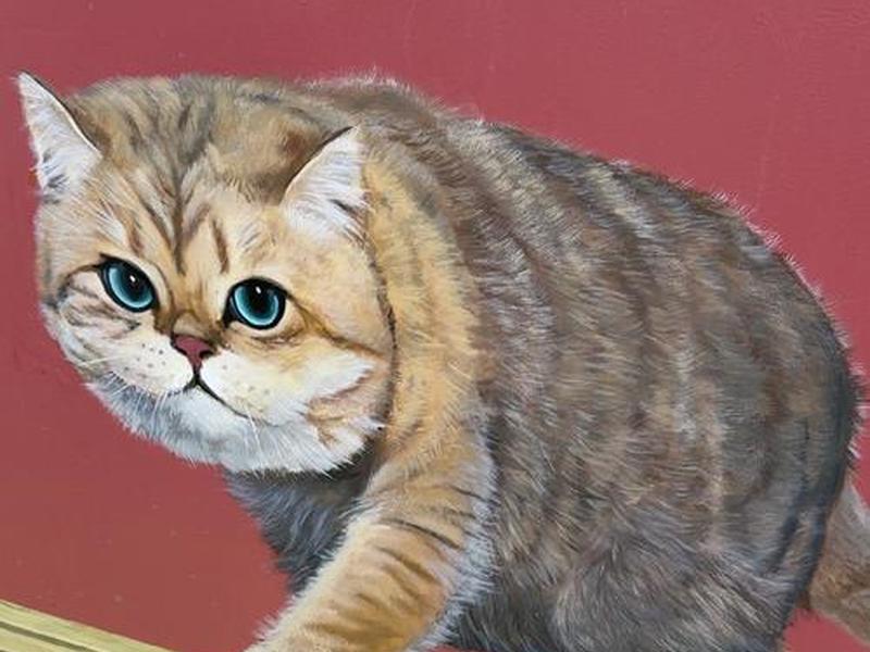 大猫哥的作品（大猫哥的作品是什么）