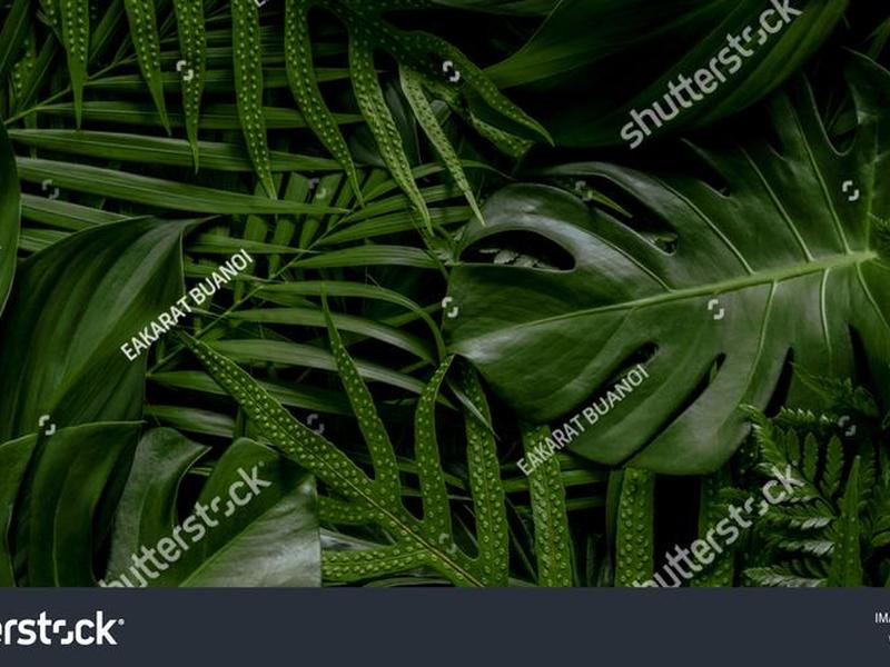 greenelement greenelements greenelement greenelements