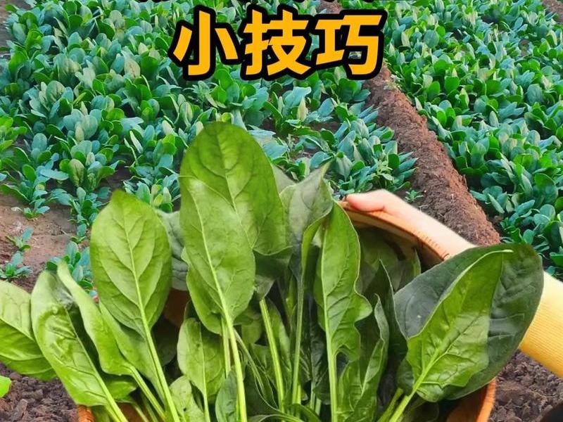 菠菜种植如何盖膜(菠菜种植如何盖膜视频) 菠菜种植如何盖膜(菠菜种植如何盖膜视频)