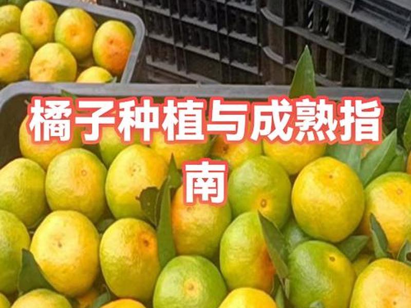 橘子建站模板推荐(橘子建站模板推荐下载) 橘子建站模板推荐(橘子建站模板推荐下载)