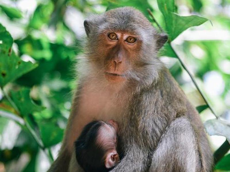 monkey最新版下载(monkey安卓版下载) monkey最新版下载(monkey安卓版下载)