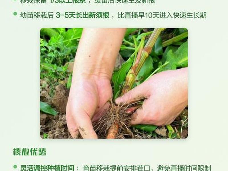 菠菜移栽种植方法、菠菜移栽种植方法和技术 菠菜移栽种植方法、菠菜移栽种植方法和技术