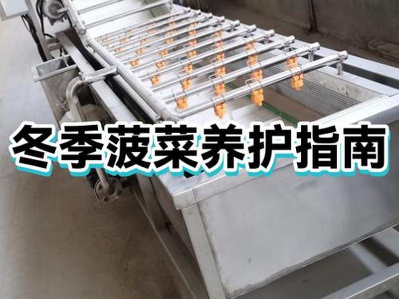 菠菜搭拱棚方法、冬季小拱棚菠菜产量 菠菜搭拱棚方法、冬季小拱棚菠菜产量