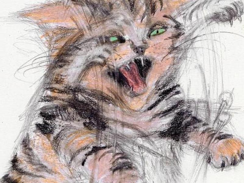 大猫哥的作品（大猫哥的作品是什么）