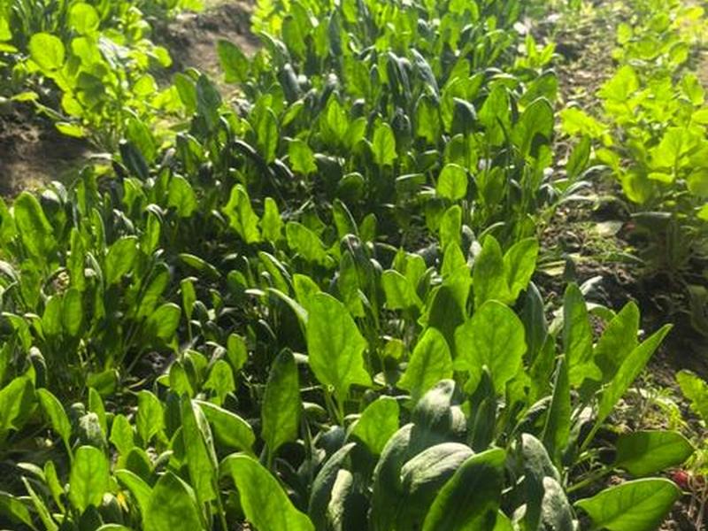 菠菜建造;搭建菠菜 菠菜建造;搭建菠菜