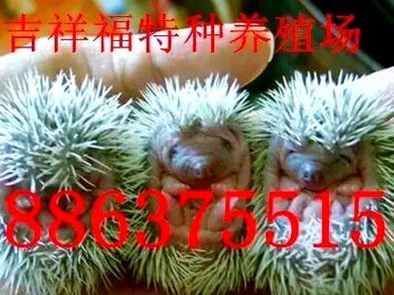 刺猬养殖搭建方法,刺猬养殖搭建方法有哪些 刺猬养殖搭建方法,刺猬养殖搭建方法有哪些