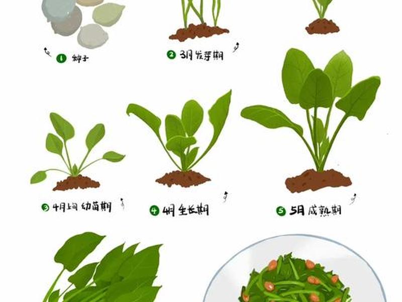 菠菜整地技巧 菠菜整地技巧视频 菠菜整地技巧 菠菜整地技巧视频