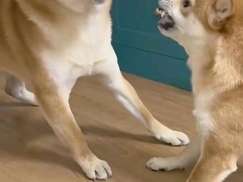 狗爹 狗爹