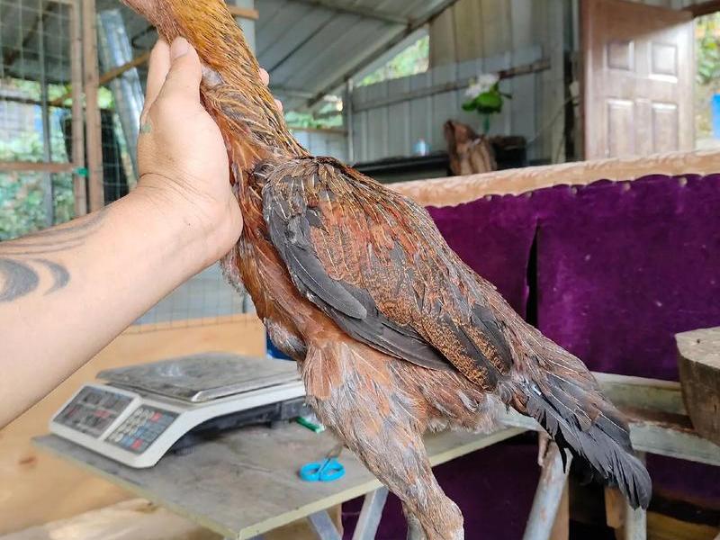 斗鸡怎么做视频教程(斗鸡怎么做视频教程图片) 斗鸡怎么做视频教程(斗鸡怎么做视频教程图片)