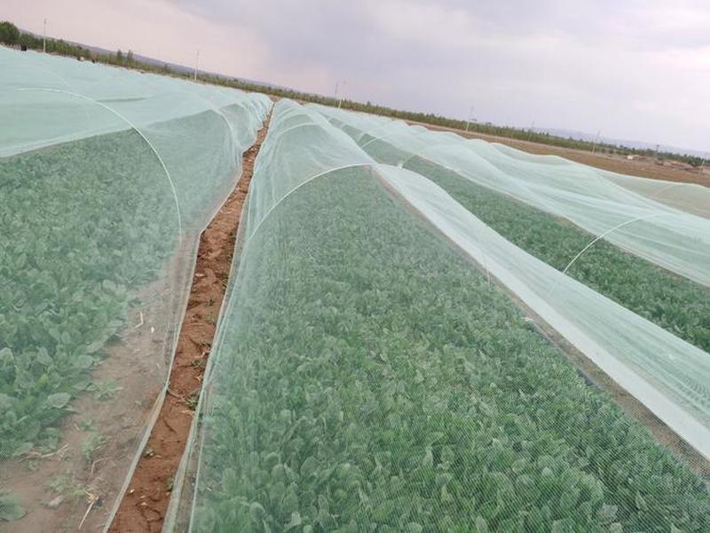 菠菜建造;搭建菠菜 菠菜建造;搭建菠菜
