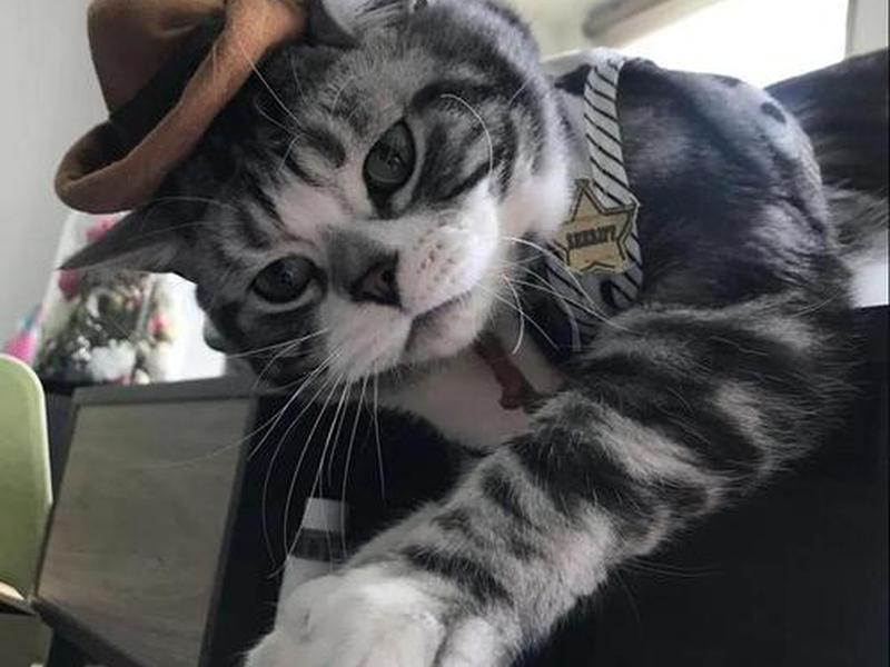 大猫哥流控官网;大猫哥和他的伙伴们 微博 大猫哥流控官网;大猫哥和他的伙伴们 微博