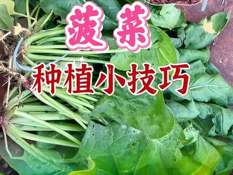 菠菜种植地块要求 - 菠菜种植地块要求多大 菠菜种植地块要求 - 菠菜种植地块要求多大