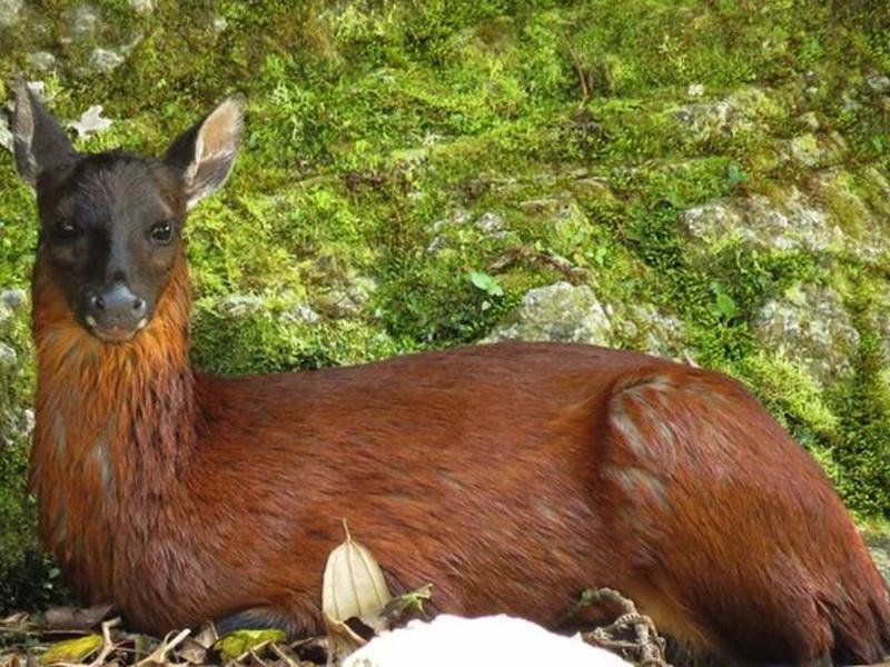 dedee叫什么名 deer什么意思中文名字 dedee叫什么名 deer什么意思中文名字