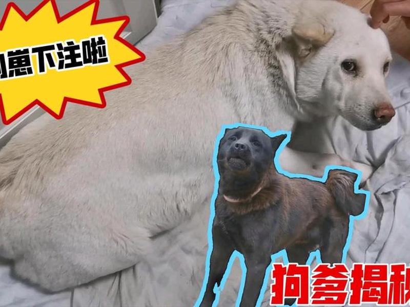 狗爹投资项目;狗爹啥意思 狗爹投资项目;狗爹啥意思