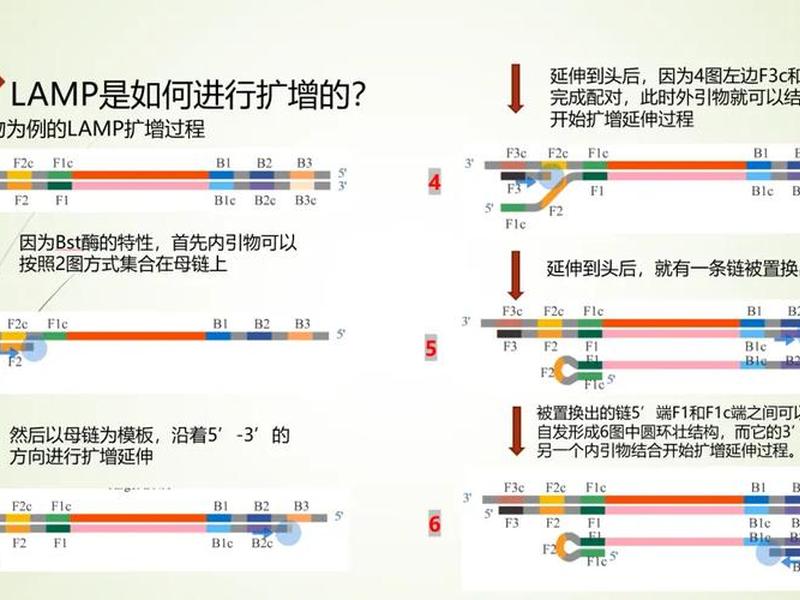 lamp检测技术原理 lamp快速检测原理 lamp检测技术原理 lamp快速检测原理
