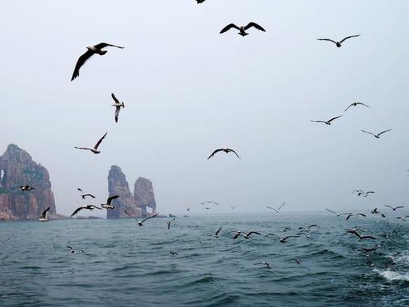 海鸥建站搭建成功案例、海鸥建党 海鸥建站搭建成功案例、海鸥建党