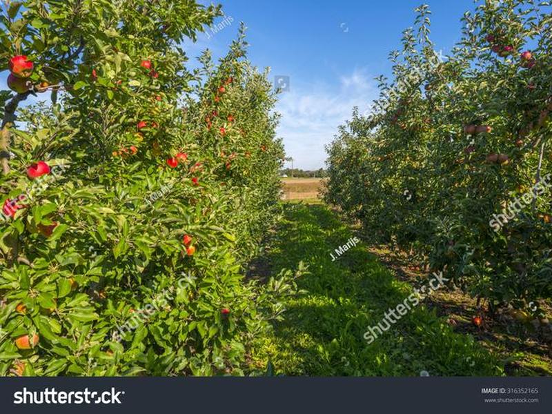orchard中文怎么写;orchard用英语怎么说 orchard中文怎么写;orchard用英语怎么说