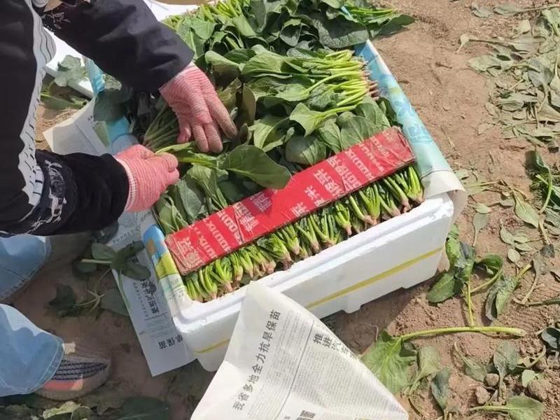菠菜架设;捆菠菜的架子 菠菜架设;捆菠菜的架子