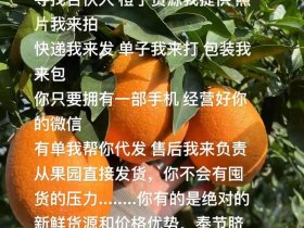 今日头条橙子、橙子建站和今日头条什么关系