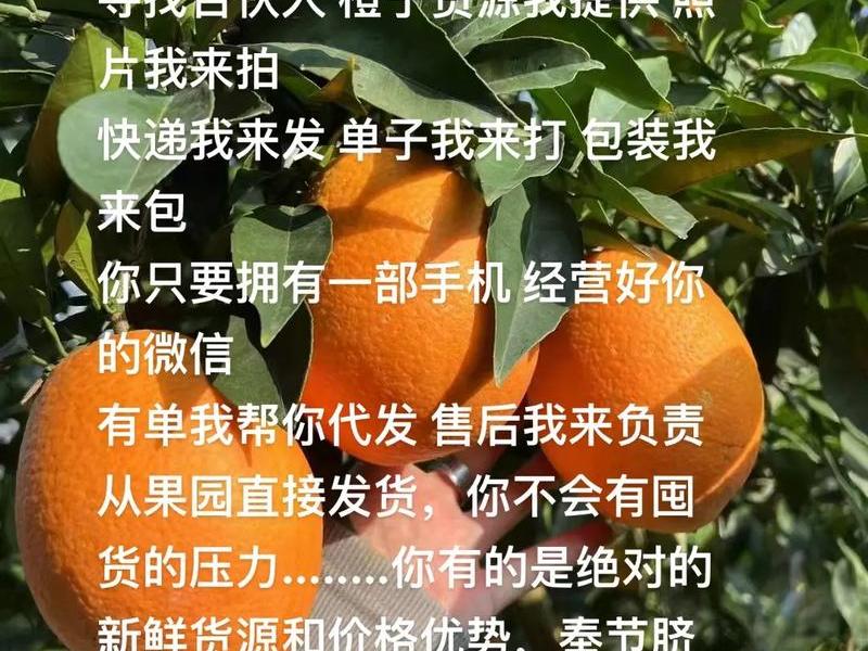 今日头条橙子、橙子建站和今日头条什么关系