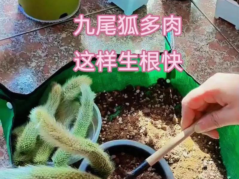 九尾狐移栽方法,九尾狐移栽方法图解 九尾狐移栽方法,九尾狐移栽方法图解