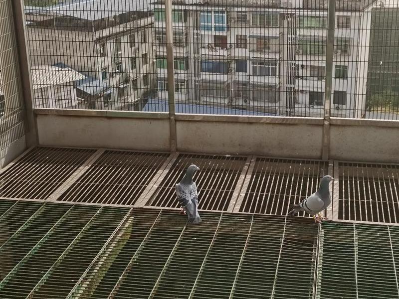鸽棚怎么建设 - 鸽棚怎么建设好看 鸽棚怎么建设 - 鸽棚怎么建设好看