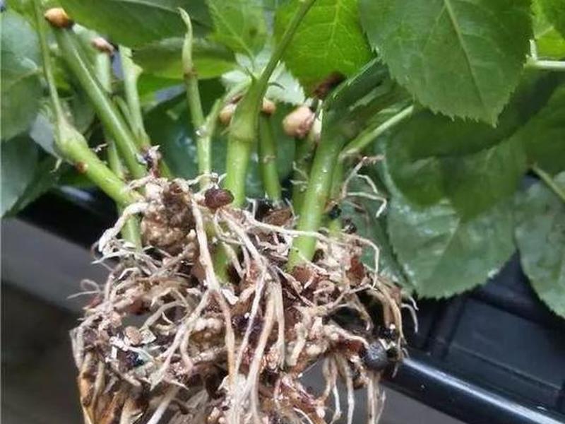 花生壳建站教程xp - 花生壳建立网站 花生壳建站教程xp - 花生壳建立网站
