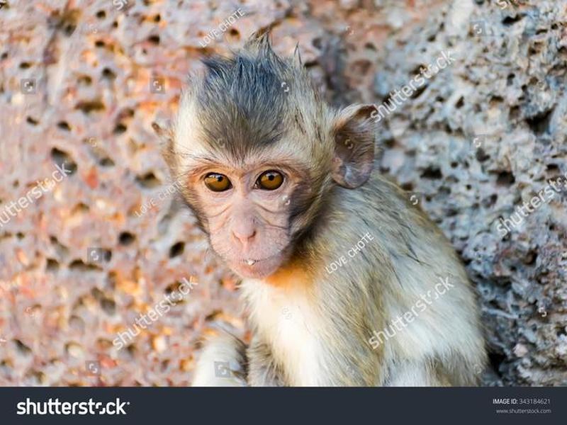 monkeyscript