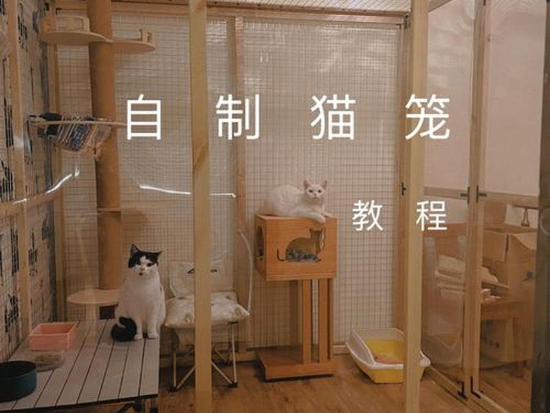 建造猫舍的详细教程(建造猫舍的详细教程图片) 建造猫舍的详细教程(建造猫舍的详细教程图片)