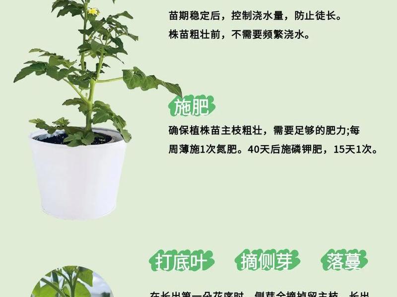 tomato种植教程,tomato plant tomato种植教程,tomato plant