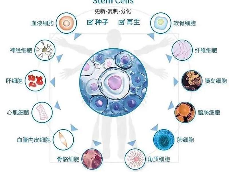 ucms;ucmsc是什么干细胞 ucms;ucmsc是什么干细胞