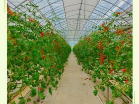 tomato的种植基地 tomato淮南西红柿种植基地