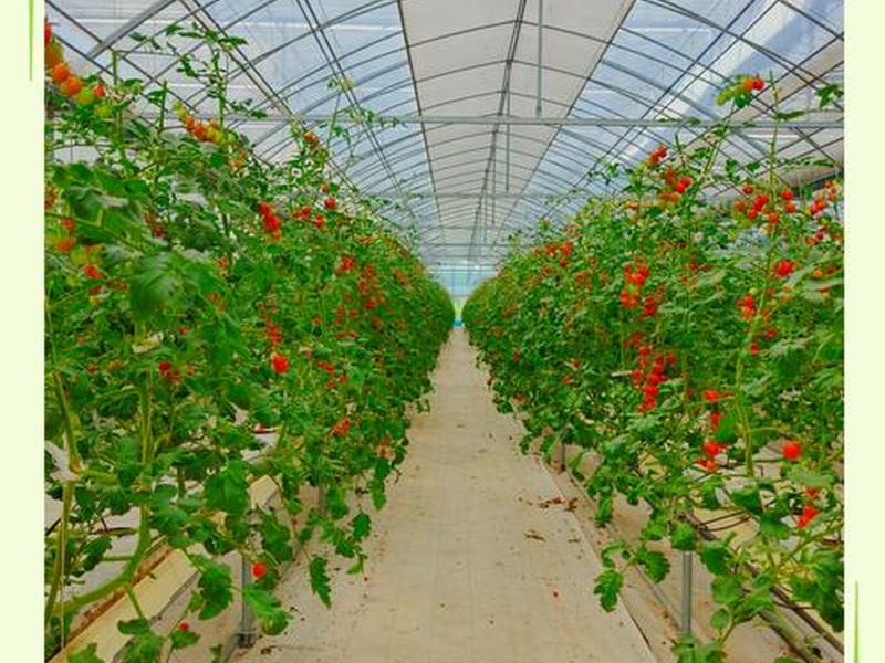 tomato的种植基地 tomato淮南西红柿种植基地 tomato的种植基地 tomato淮南西红柿种植基地