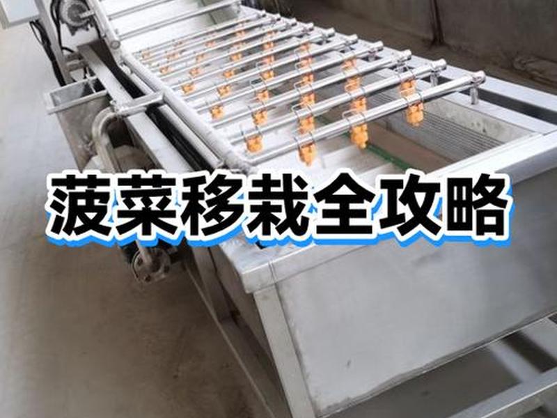 菠菜移栽种植方法、菠菜移栽种植方法和技术 菠菜移栽种植方法、菠菜移栽种植方法和技术