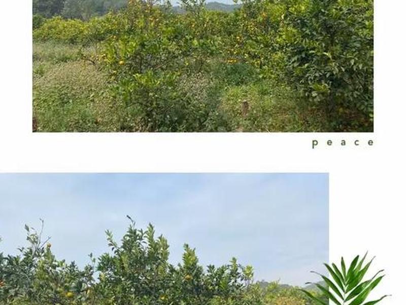 巨量引擎和橙子建站（巨量引擎橙子建站收到的会到哪里）