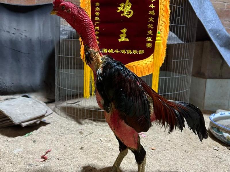 斗鸡独立,斗鸡起性要单独养吗 斗鸡独立,斗鸡起性要单独养吗