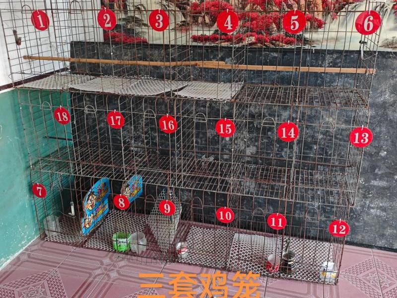 斗鸡隔笼搭建教程(斗鸡隔笼搭建教程图解) 斗鸡隔笼搭建教程(斗鸡隔笼搭建教程图解)