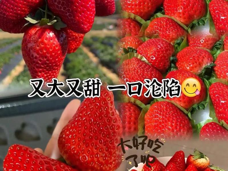 丹东草莓是哪个省哪个市,丹东草莓是哪个省哪个市生产的 丹东草莓是哪个省哪个市,丹东草莓是哪个省哪个市生产的