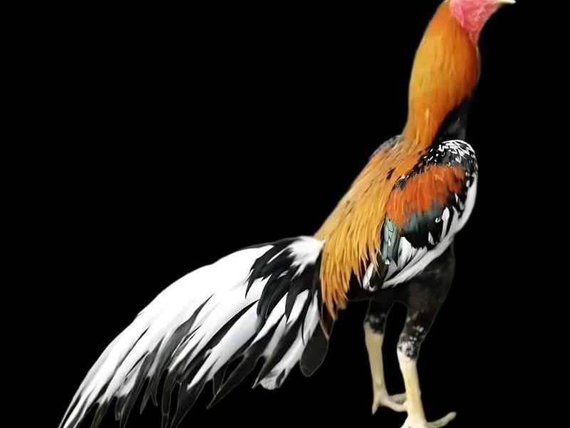 斗鸡独立,斗鸡起性要单独养吗 斗鸡独立,斗鸡起性要单独养吗