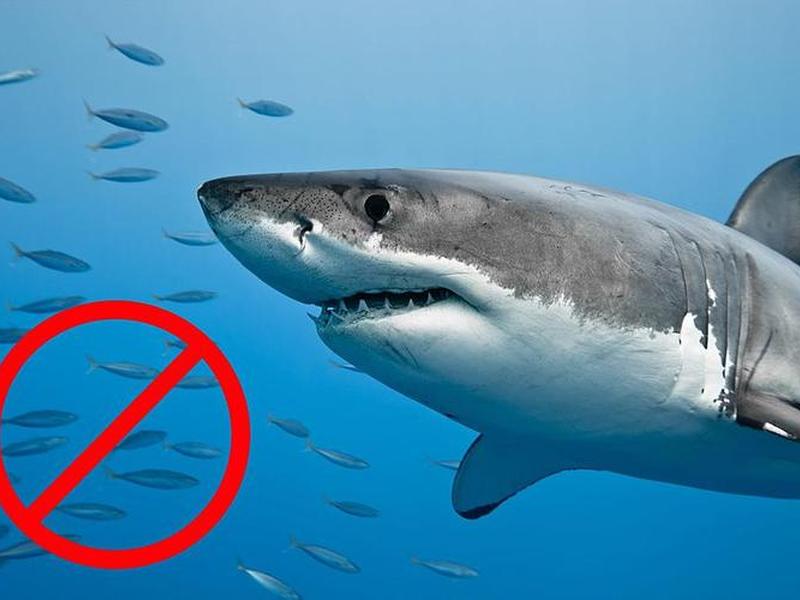 shark tools make good work shark tools make good work