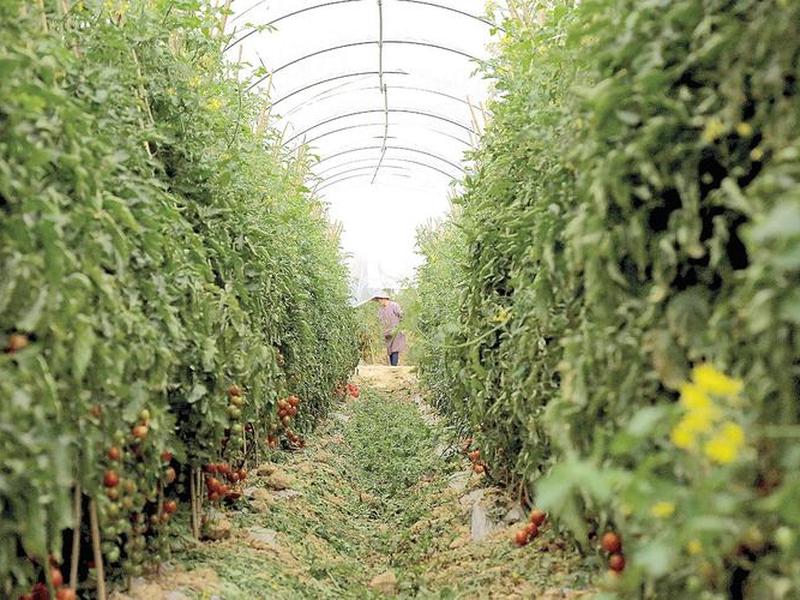 tomato的种植基地 tomato淮南西红柿种植基地 tomato的种植基地 tomato淮南西红柿种植基地